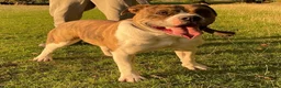 Alapaha Blue Blood Bulldog dogs for sale: Female pup. Ready now in Cambridge - Advert 18