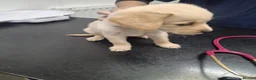 Labrador Retriever dogs for sale: Beautiful lab puppies - Advert 7