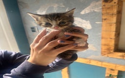 Mixed Breed cats for sale: *******1 adorable kitten left***** - Advert 5