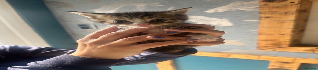 Mixed Breed Kitten 2