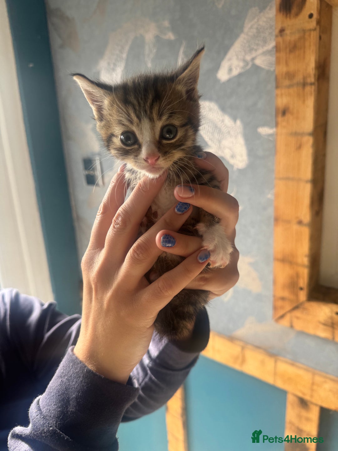 Mixed Breed cats for sale: *******1 adorable kitten left***** - Advert 5