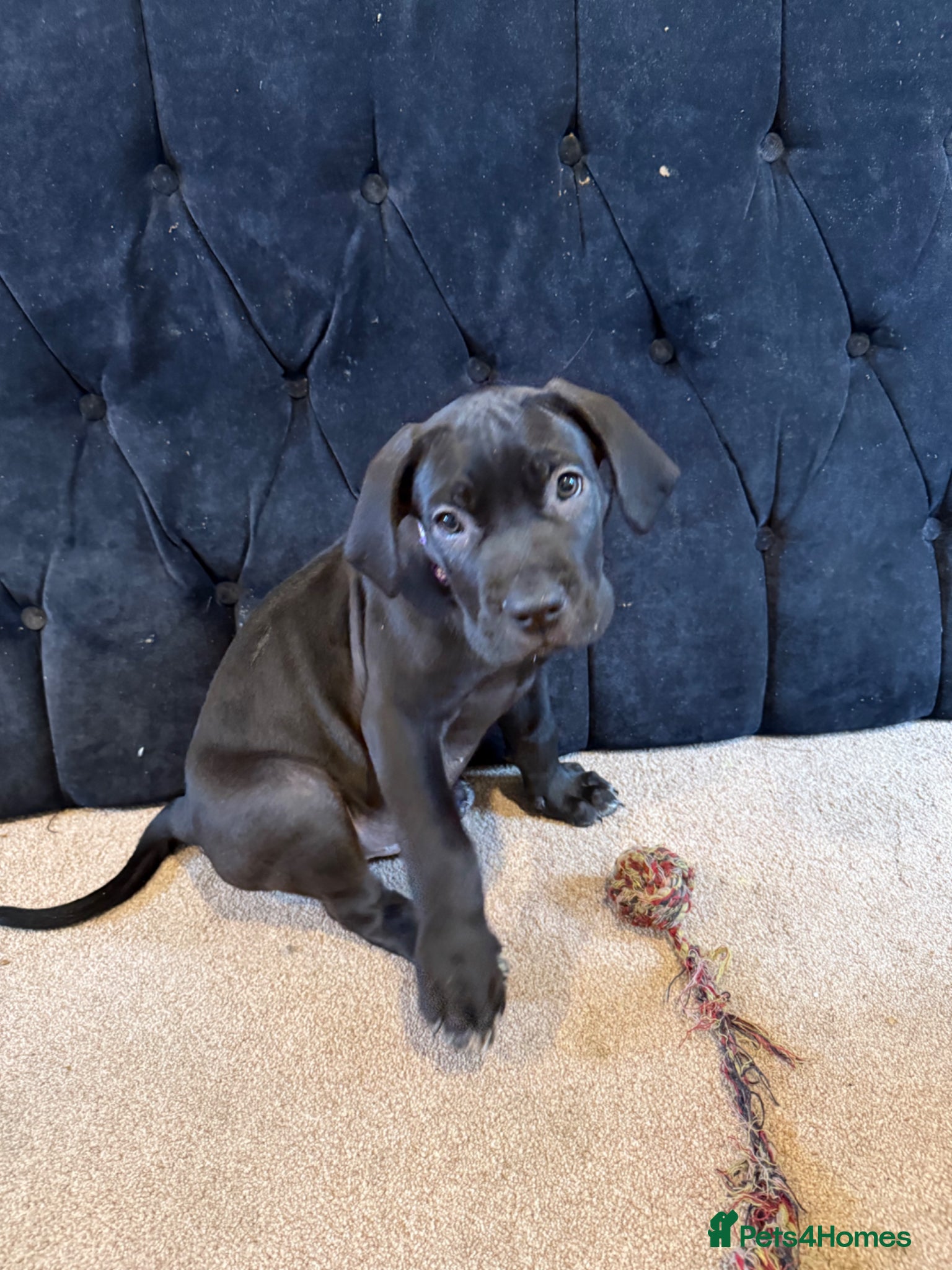 Cane Corso dogs COLLECT TDAYPure Breed CaneCorso Pups - Advert 4