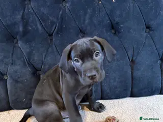 Cane Corso dogs COLLECT TDAYPure Breed CaneCorso Pups - Advert 4