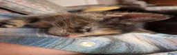 Mixed Breed cats for sale: Kittens for sale  in Stoke-on-Trent - Advert 19