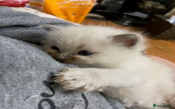Ragdoll cats for sale: Beautiful Blue Point Ragdoll kittens - Image 18