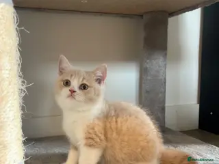 British Shorthair cats LAST GIRL - British Shorthair 🐈✨ - Advert 1
