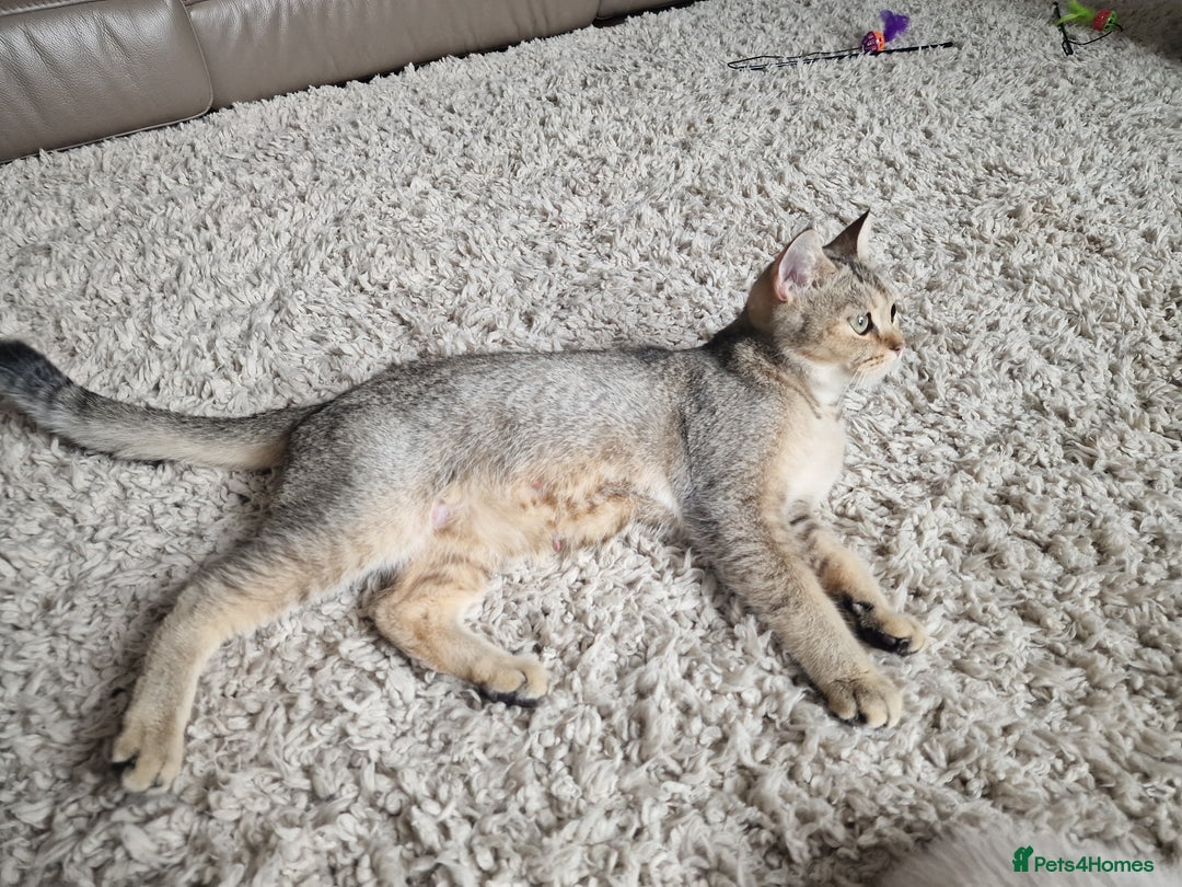 Scottish Fold cats for sale: Beautiful Scottish fold kittens - Image 12
