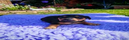 Mixed Breed dogs for sale: Jackpins - Advert 2