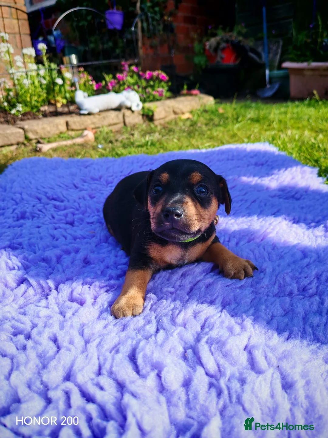 Mixed Breed dogs for sale: Jackpins - Advert 2