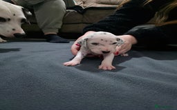 Dalmatian dogs for sale: 100% DALMATIAN LITTER - Image 26
