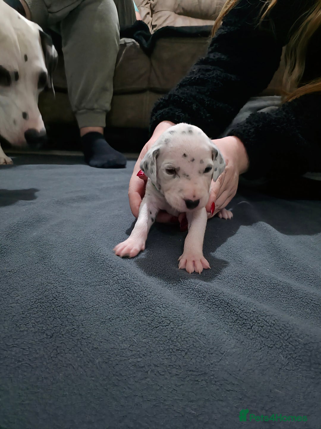 Dalmatian dogs for sale: 100% DALMATIAN LITTER - Image 26
