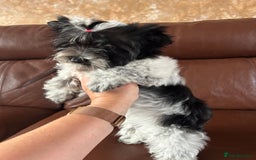 Mixed Breed dogs for sale: Colour Yorkshire Terrier   , DNA tested parents  - Image 6