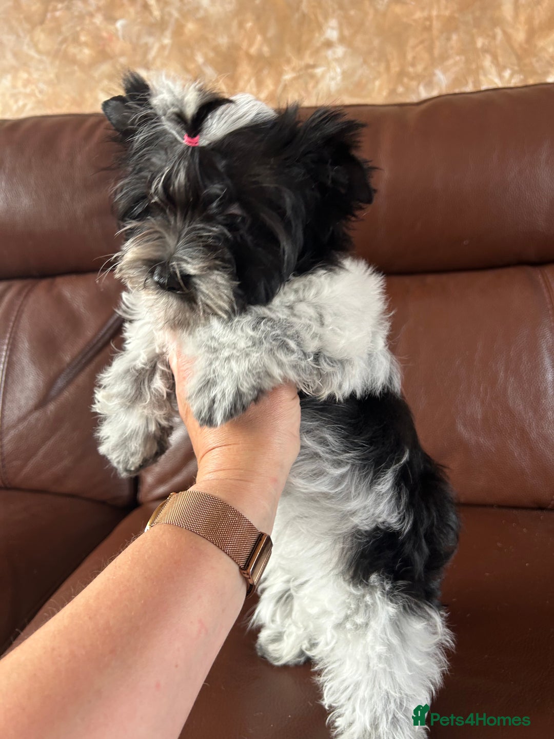 Mixed Breed dogs for sale: Colour Yorkshire Terrier   , DNA tested parents  - Image 6