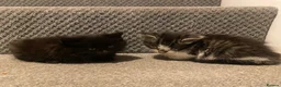 Mixed Breed cats for sale: Four beautiful kittens  in Swansea - Advert 7