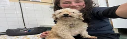Miniature Poodle dogs for adoption: Tia   - Advert 4