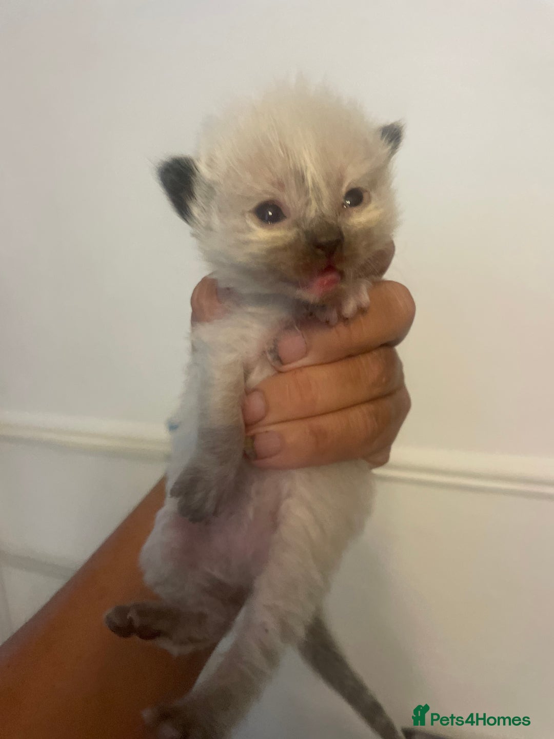 Ragdoll cats for sale: Stunning Ragdoll kittens blue lnyx ready soon  - Image 9