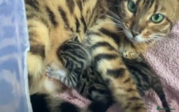 Bengal cats for sale: STUNNING TICA REG Bengal kittens READY NOW  in Blandford Forum - Image 13