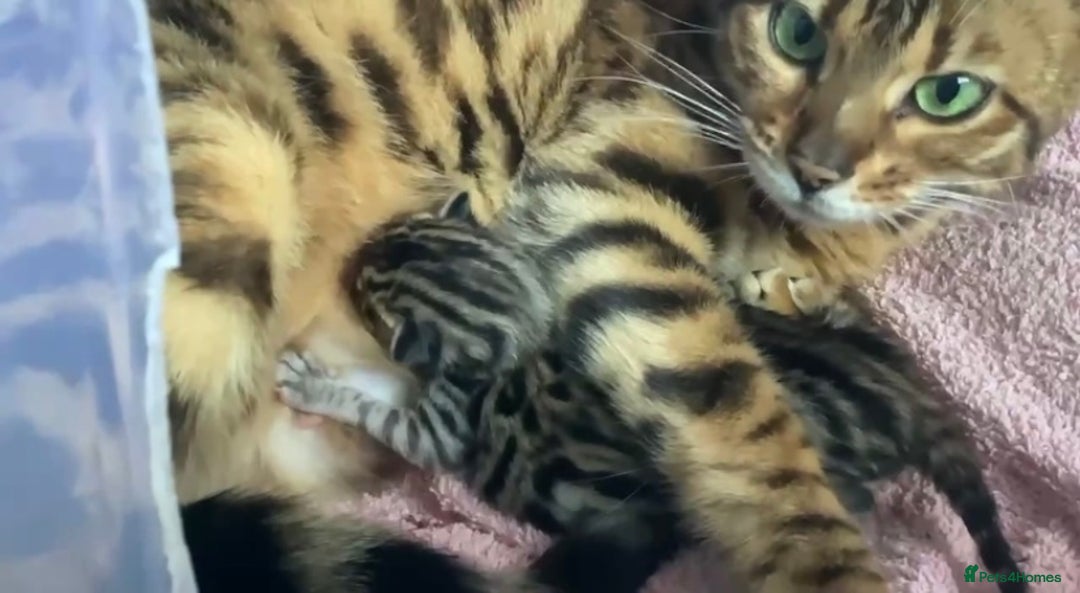 Bengal cats for sale: STUNNING TICA REG Bengal kittens READY NOW  in Blandford Forum - Image 13