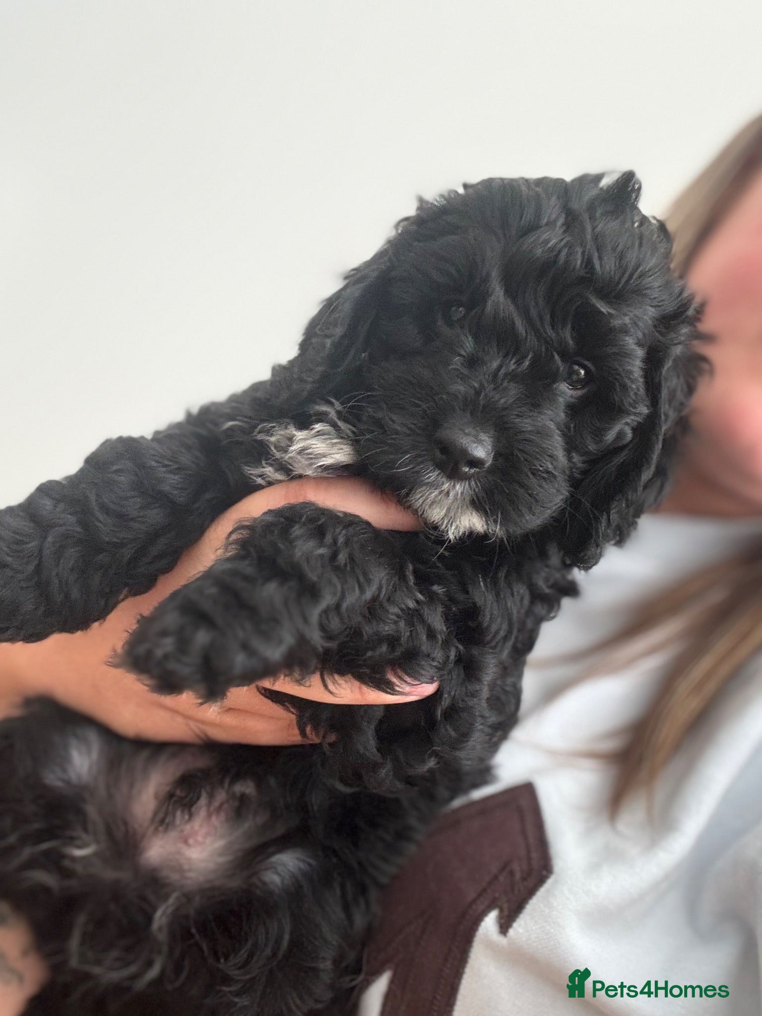 Cockapoo dogs F1 Cockapoo puppies health tested parents - Advert 15