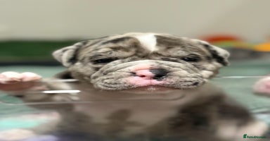 Olde English Bulldogge dogs - Advert 3