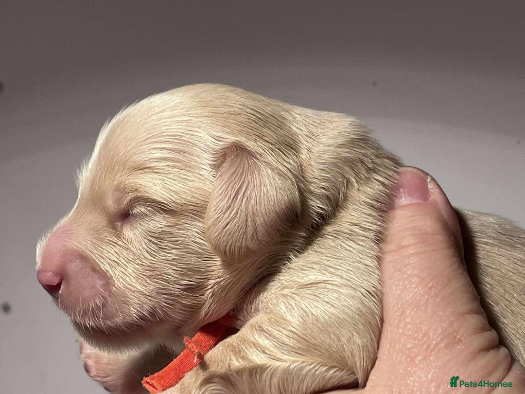 Miniature Dachshund dogs for sale: 5*Licensed+CREAMLONGHAIR+KCreg+PRACLEAR+Vetchecked - Advert 11