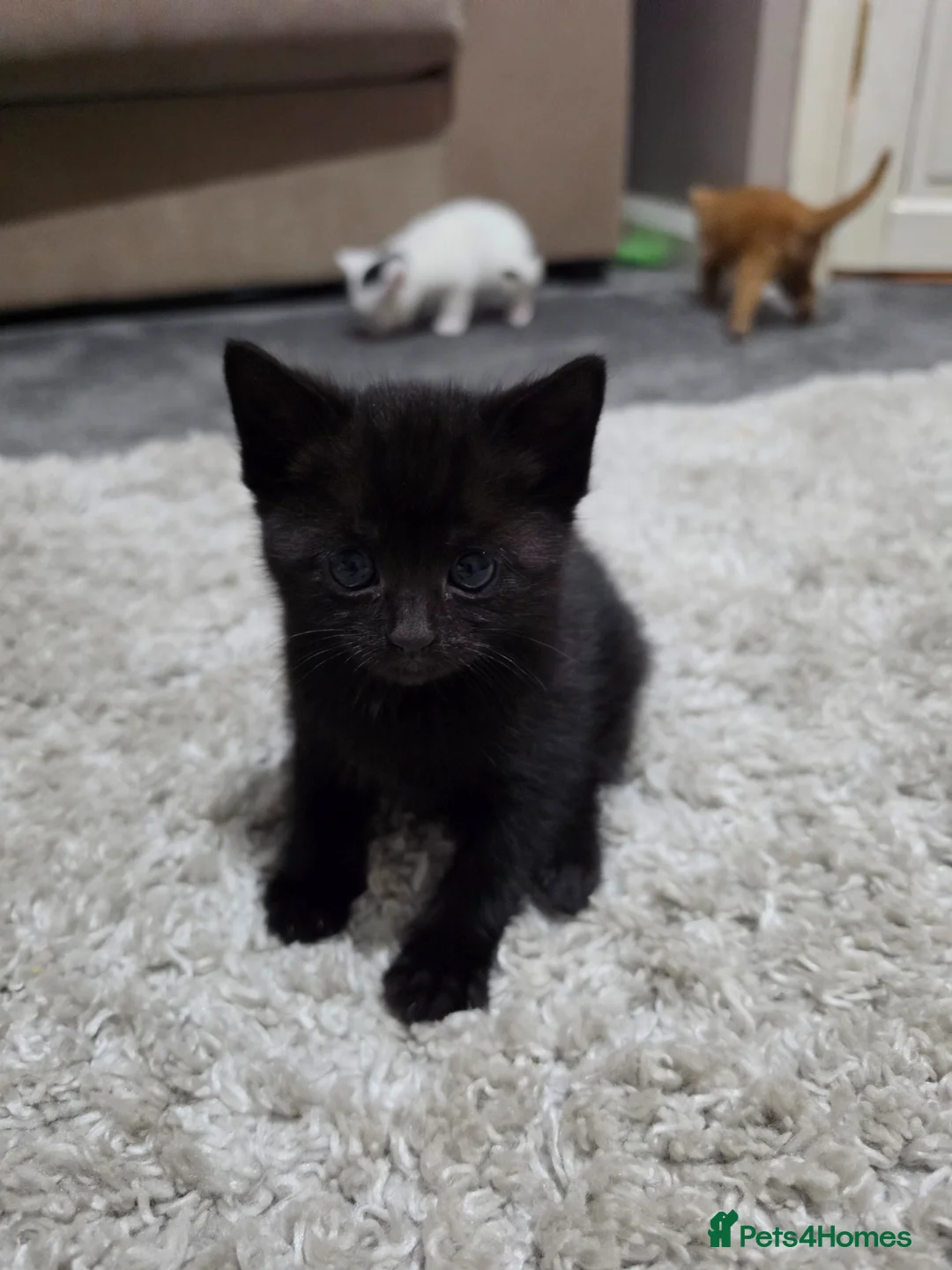 Mixed Breed cats for sale: Little bundles of fluff! - Advert 13