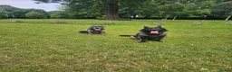 Cane Corso dogs for sale: Cane Corso 9 months old  - Advert 6