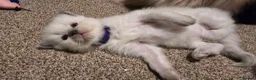 Ragdoll cats for sale: Affectionate Ragdoll Kittens Health-Tested Line - Advert 10
