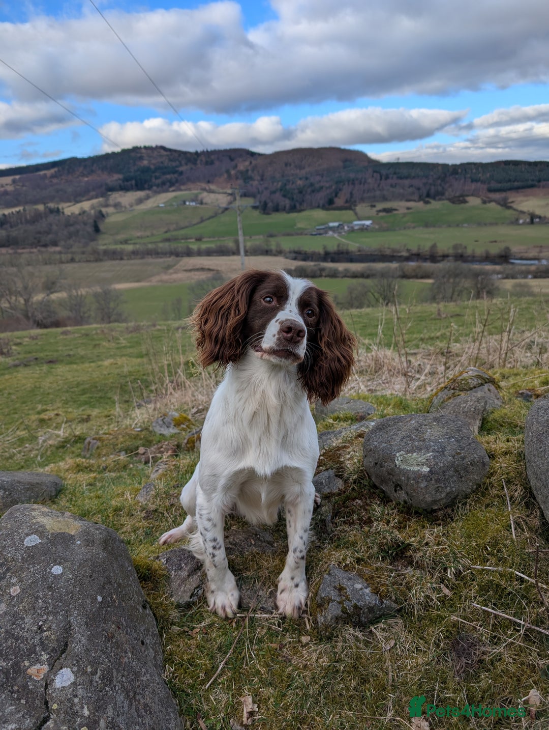 English Springer Spaniel dogs for stud: Working Springer FOR STUD - Advert 1