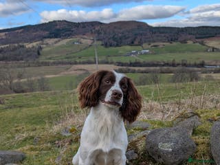 English Springer Spaniel dogs for stud: Working Springer FOR STUD - Advert 2