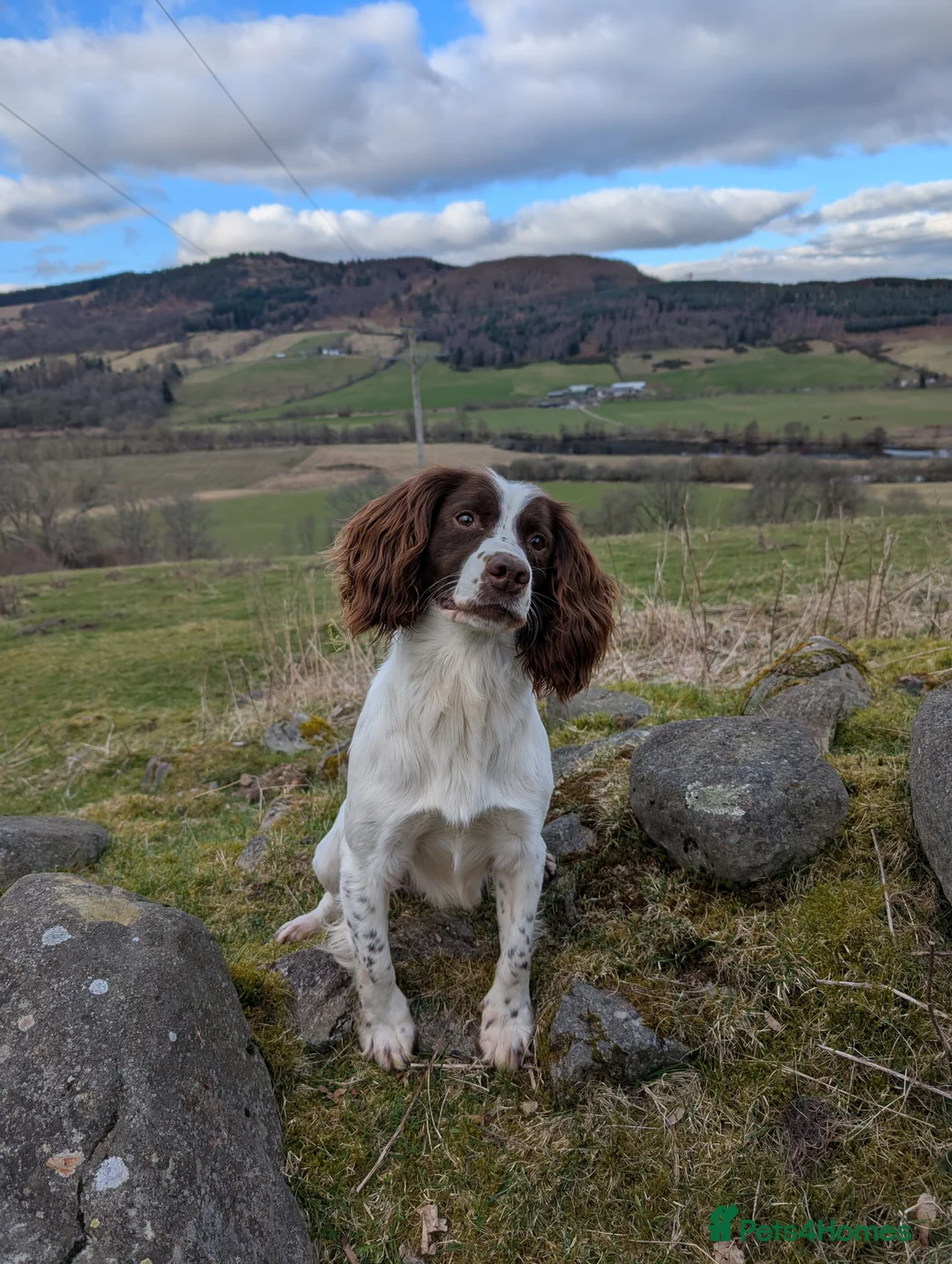 English Springer Spaniel dogs for stud: Working Springer FOR STUD - Advert 1