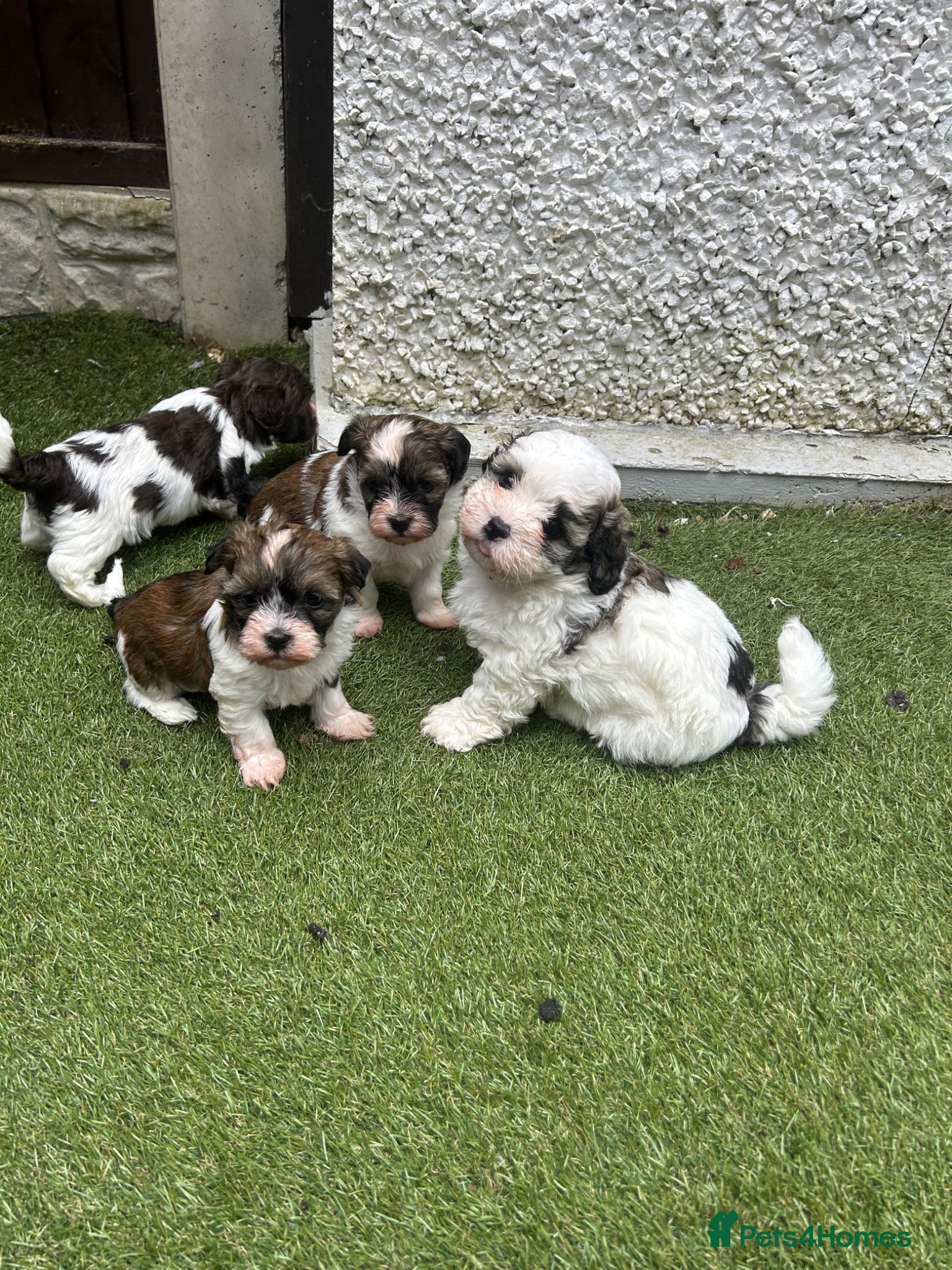 Havanese dogs Beautiful KC Registered Havanese Puppies - Advert 2