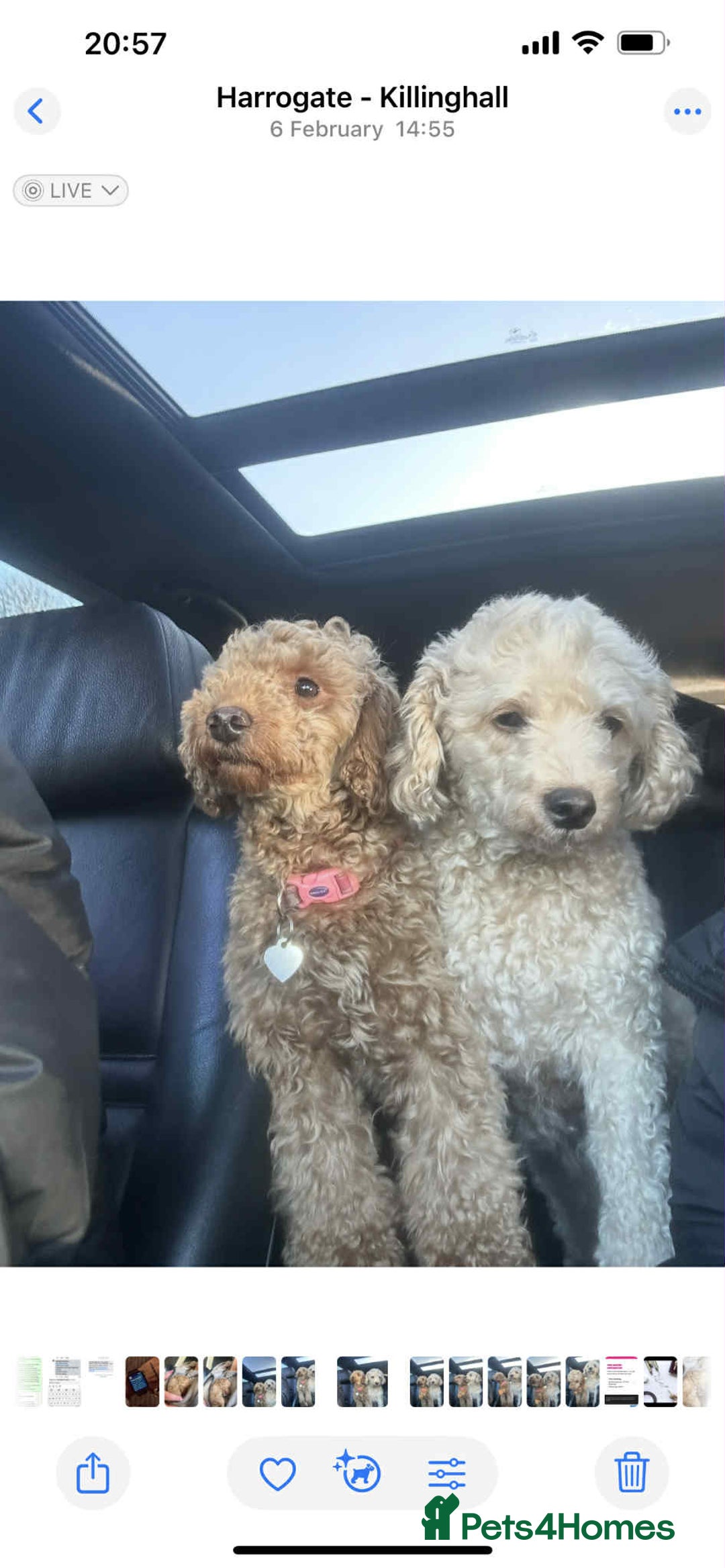 Toy Poodle dogs for sale: Toy poodle - Advert 6