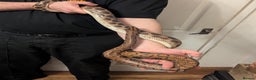 Boa Snake reptiles for sale: Brazilian rainbow boa snake - Advert 4