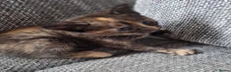 Mixed Breed cats for sale: Adorable kittens ready for their new home - Advert 5