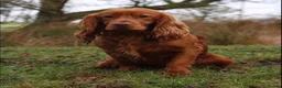 Cocker Spaniel dogs for sale: Stunning Red Kc Working Cocker Spaniels   - Advert 15