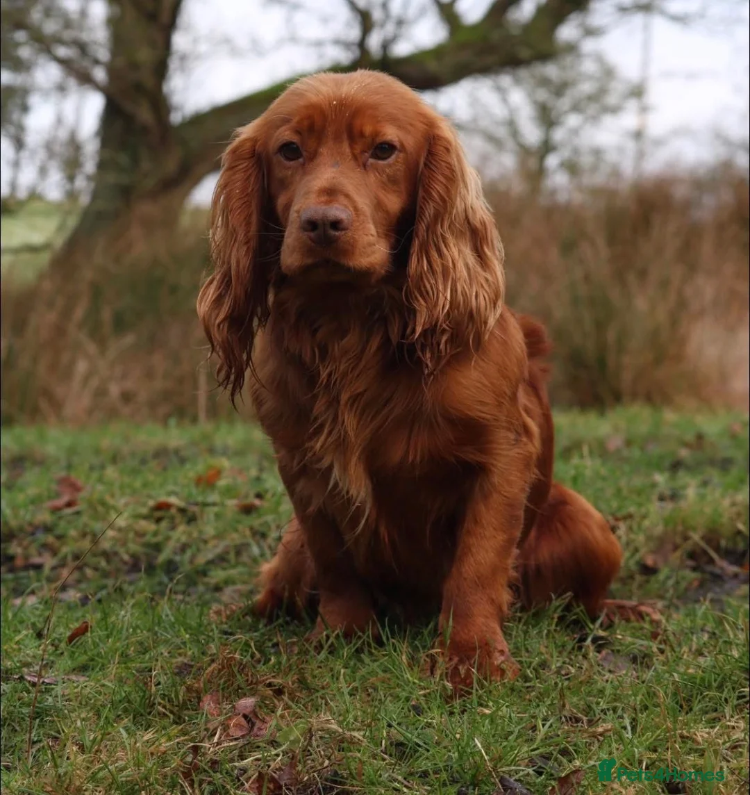 Cocker Spaniel dogs for sale: Stunning Red Kc Working Cocker Spaniels   - Advert 15