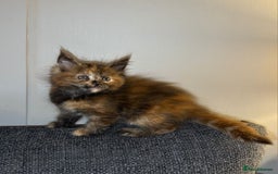 Maine Coon cats for sale: Gccf registered Adorable mainecoon kittens - Image 4