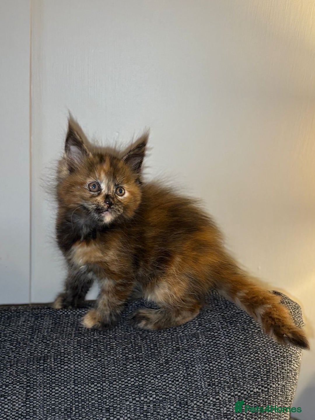 Maine Coon cats for sale: Gccf registered Adorable mainecoon kittens - Image 4