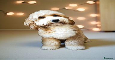 Cocker Spaniel dogs Hip0/0 Elbow 0/0 🌟Australian Labradoodle  - Advert 7