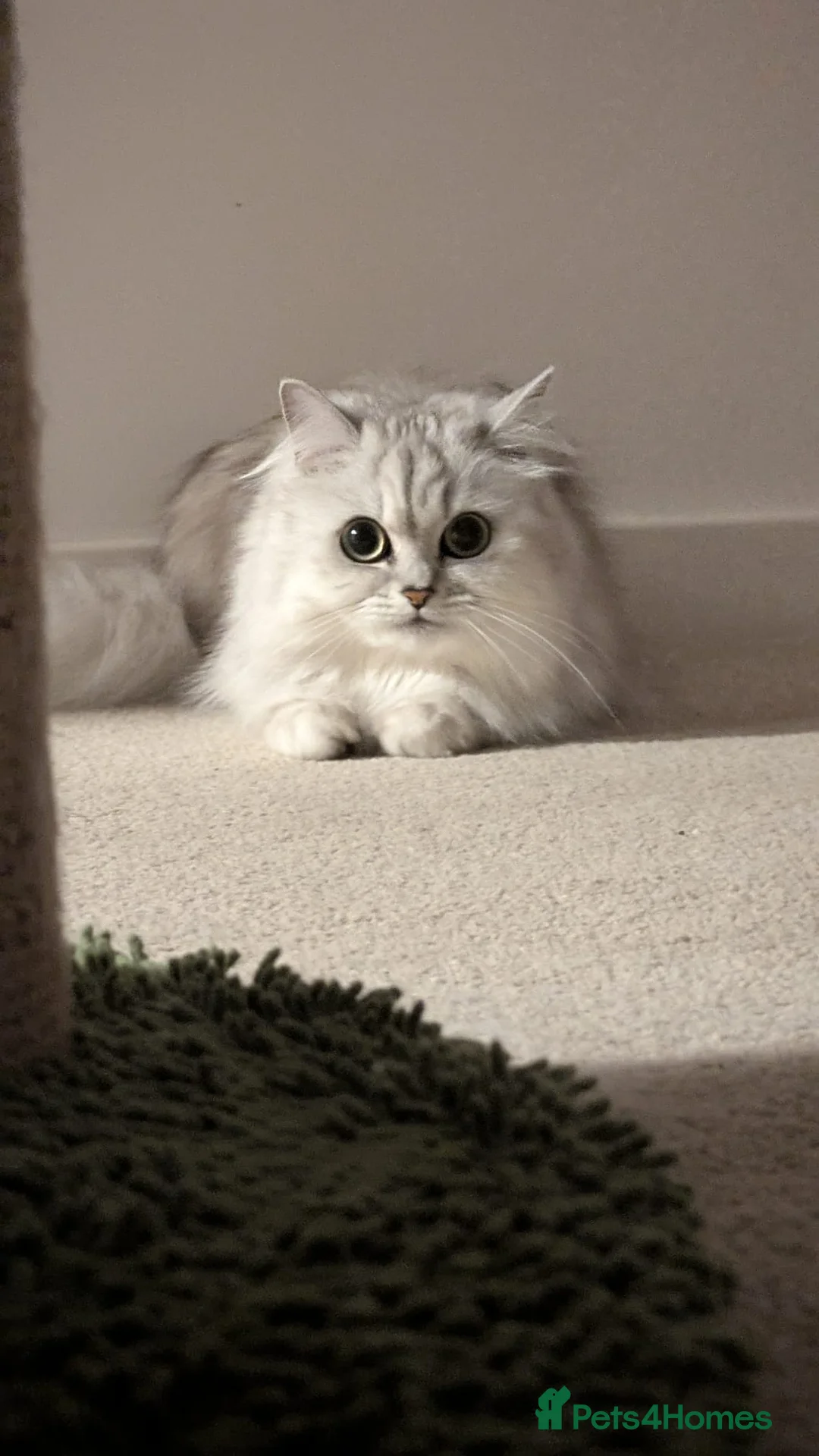 Persian cats for sale: Beautiful Long-Haired Female Persian Chincilla Cat - Advert 2