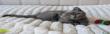 Blue collar – blue British Shorthair boy