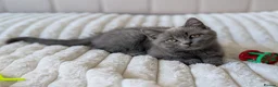 British Shorthair cats for sale: 🐾 Beautiful British Shorthair / Longhair Kittens  - Advert 11