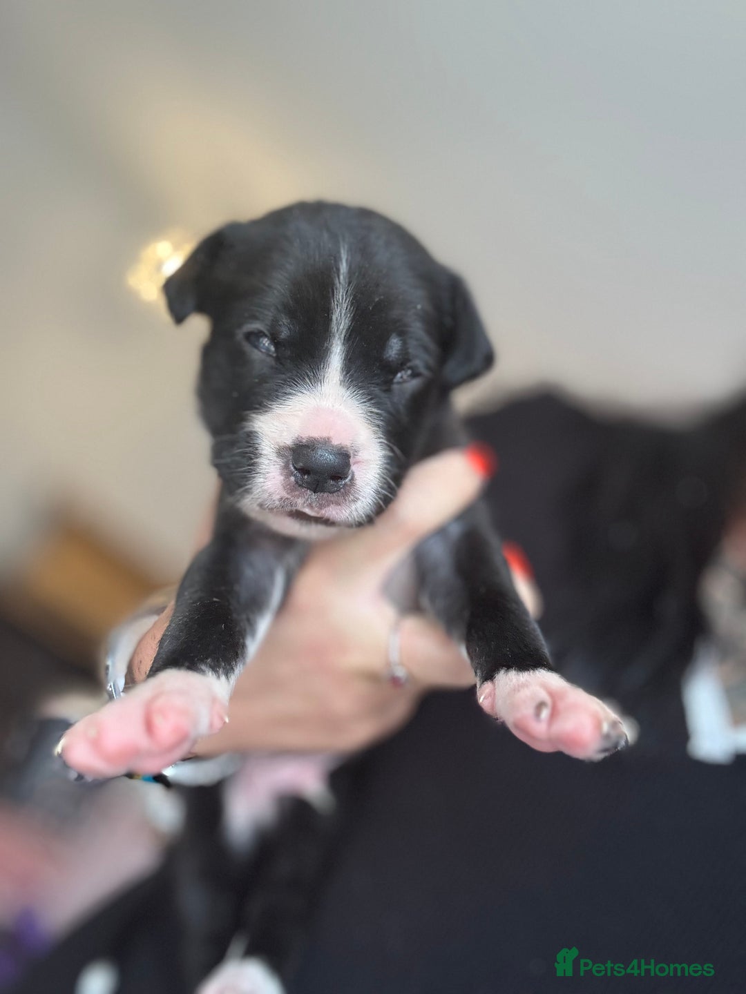 Mixed Breed dogs for sale: Rare breeding American x Bulldog x Cane Corso Pups - Image 20