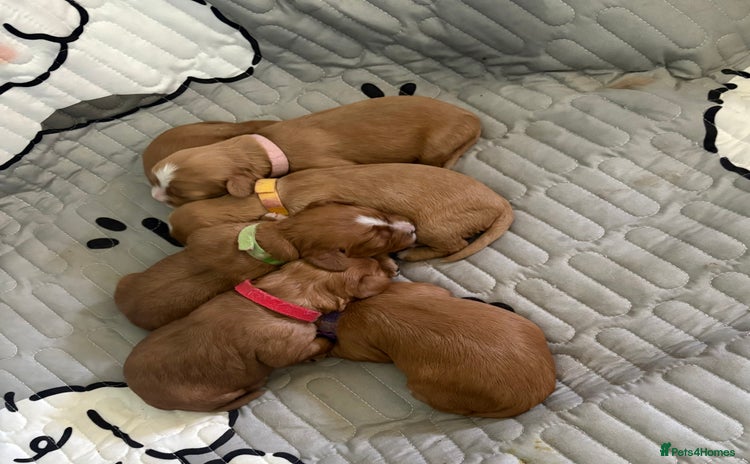 Cavapoochon dogs - Advert 1