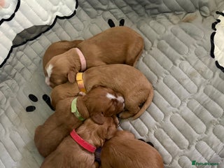 Cavapoochon dogs - Advert 7