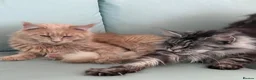 Maine Coon cats for sale: Beautiful red cream male purebred Maine coon boy - Advert 4