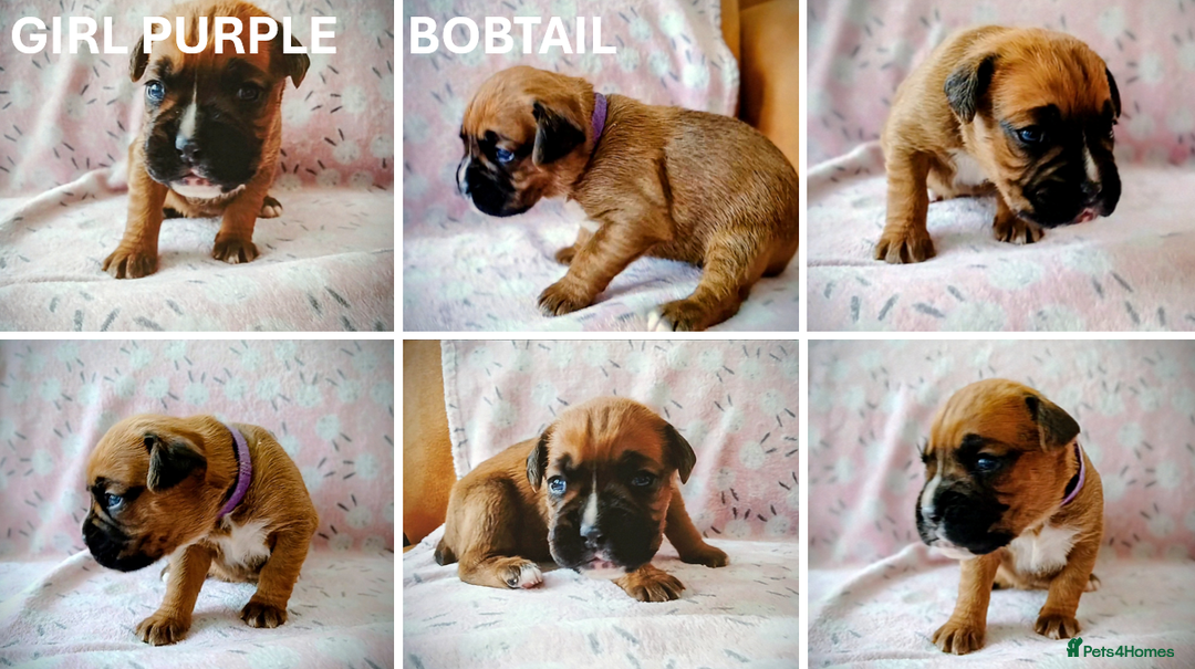 Boxer dogs for sale: 9 Boxer Puppies mix of bob&long tail ready 22 Jan - Advert 7