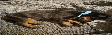 Dobermann 1