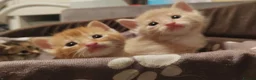 Mixed Breed cats for sale: Adorable kittens are looking for lovely home  - Advert 14